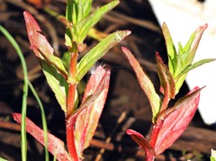 Epilobium glandulosum