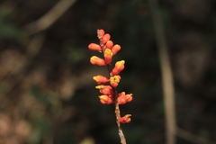 Moullava spicata