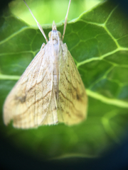 Evergestis forficalis