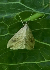 Evergestis forficalis