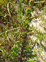 Cliffortia phyllanthoides