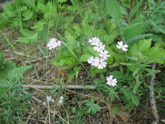 Silene linnaeana
