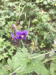 Geranium platyanthum