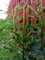 Urtica sondenii