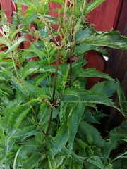 Urtica sondenii