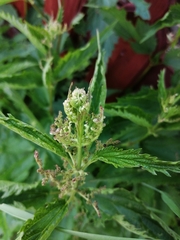 Urtica sondenii