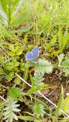 Polyommatus icarus