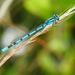 Common Blue Damselfly - Photo (c) Fabrice Prugnaud, some rights reserved (CC BY-NC), uploaded by Fabrice Prugnaud