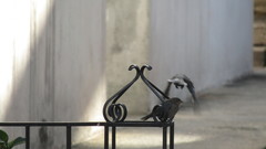 Molothrus bonariensis