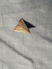 Macrochilo louisiana