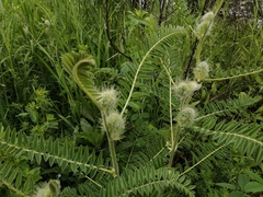 Astragalus alopecurus
