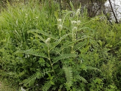 Astragalus alopecurus