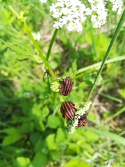 Graphosoma italicum italicum