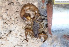 Olivierus martensii