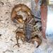 Chinese Scorpion - Photo (c) Home Mountain, some rights reserved (CC BY-NC), uploaded by Home Mountain