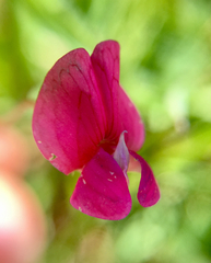 Lathyrus nissolia