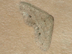 Hypobleta cymaea