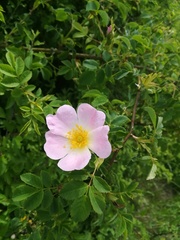 Rosa canina