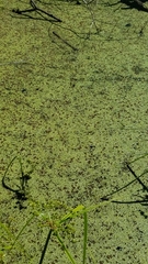 Azolla caroliniana