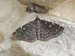 Idia scobialis