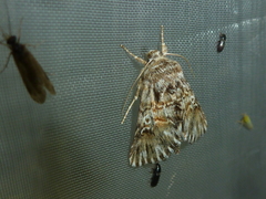 Omphalophana antirrhinii