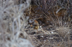 Cisticola aberrans