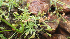 Radiola linoides