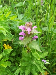 Lamium purpureum