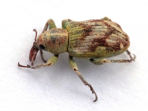 Splendid Tamarisk Weevil