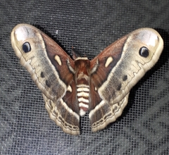 Hyalophora columbia