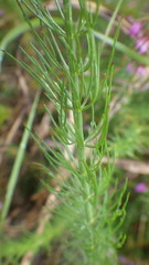 Carum verticillatum