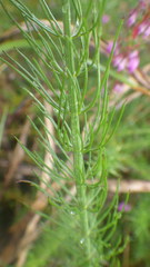 Carum verticillatum