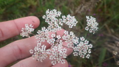Carum verticillatum