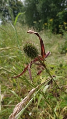 Trifolium ochroleucon