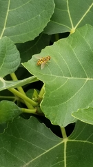 Parhelophilus integer