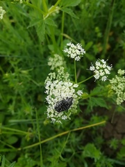 Oxythyrea funesta