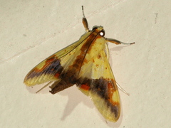 Tetracona pictalis