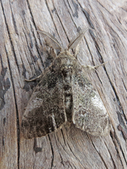 Dasychira vagans