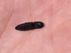 Lacon punctatus