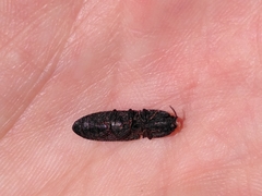 Lacon punctatus