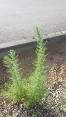 Neopallasia pectinata