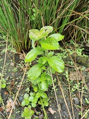 Mentha aquatica