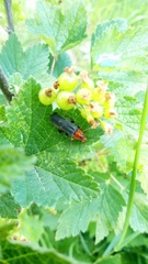 Cantharis livida