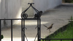 Molothrus bonariensis