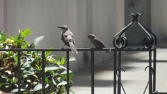 Molothrus bonariensis