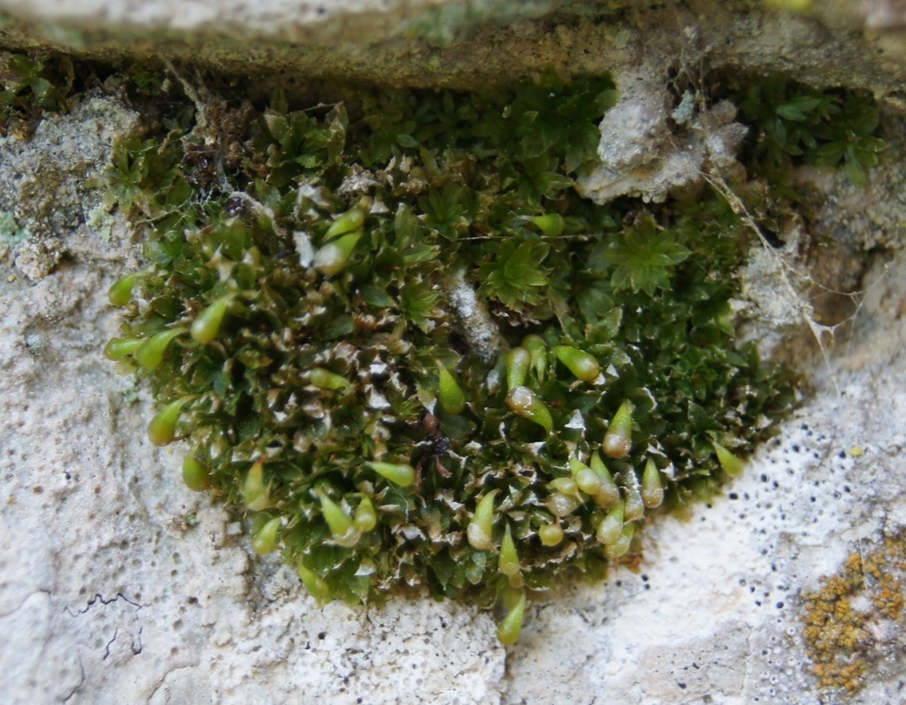 Funariella