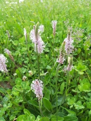 Plantago media