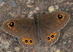 Lasiommata