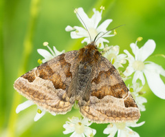 Euclidia glyphica