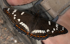 Limenitis populi